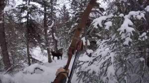 Moose deep snow