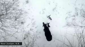 Moose shed drone video