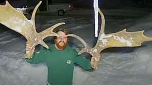 Moose sheds antlers pic