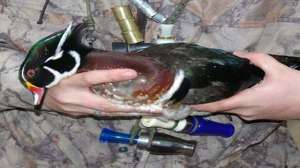 Morningblind700 181003 154715