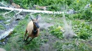 Mountain lion elk attack