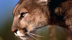 Mountain lion 181003 155132