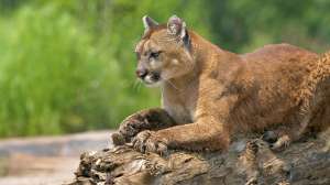 Mountain lion 181004 101301