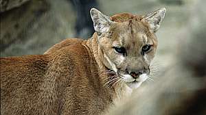 Mtnlion3b 181004 100659