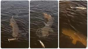 Muskie following topwater lure