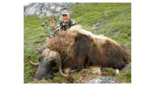 Muskox bow pic