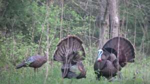 Must see turkey video