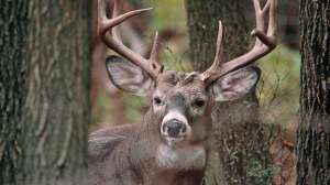 Nocturnal deer november lead 181003 160241