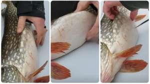 Northern pike belly