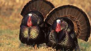 Nwtf spring turkey safety eastern turkeys3 300 700 181003 155830