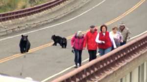 O BEAR 570 181010 154853