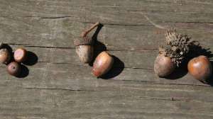 Oaksandacorns2 700 181003 154925