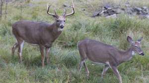 October deer hunting july lead