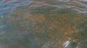 Oil spill lead 181003 161545