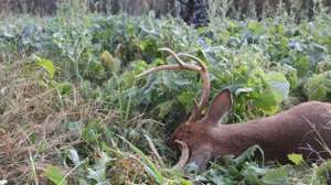 Otr dhfl 15 700 181004 084525