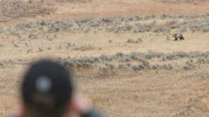 Otr mkfl cole kayser glasses a grizzly bear copyright mark kayser web700