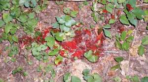 Otr tcfl blood on leaves 700x344 72dpi rgb 181003 155720