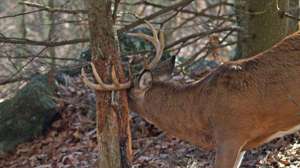 Otr tcfl buck rubbing 700x344 72dpi rgb 181003 160239