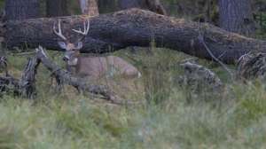 Overlooked bedding areas sept lead 181003 154957