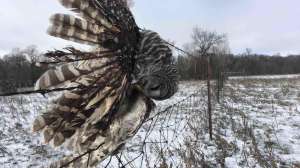 Owl caught in fence