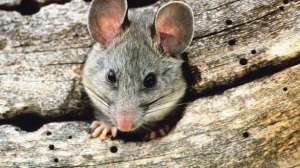 Pack rat lead 181003 160619