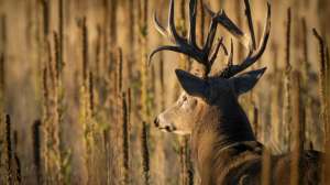 Path of least resistance buck