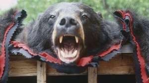 Pelt damage november lead 181003 161258