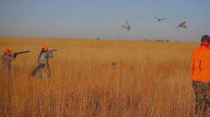 Pheasant hunt video lead pic