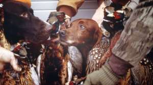 Pheasant dog lead 181003 155941