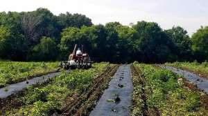 Planting trees with fabric covering cropped