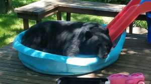 Pool bear