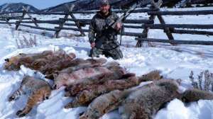 Predator coyote scouting lead 181003 155413