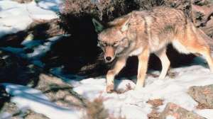 Predator hunting truck 181003 155119