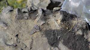 Prehistoric sea creature 66906 jpg 2a8b0 8ef94d951ca1d5c9c2db3e2c315756fa nbcnews ux 2880 1000