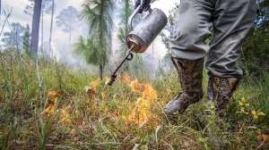Prescribed burning Photo by Billy Pope Alabama DCNR