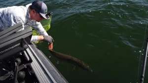 Properly release muskies