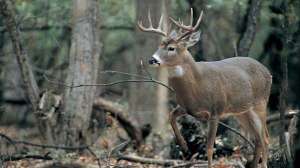 Public land whitetail lead 181003 155225