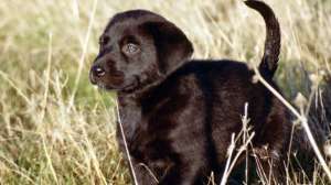 Puppy training 181004 084502