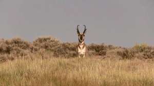 Px kayser scouting predators700 181003 155402