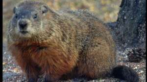 Px kayser woodchucks700 181003 160357