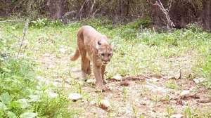 Px mountainlion700 181003 161315