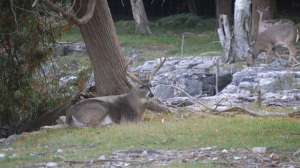 Qdmasigler700 181003 155812