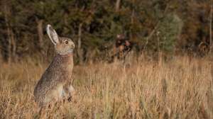 Rabbit decoy gallery 1