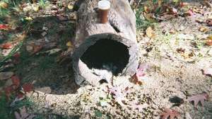 Rabbit habitat hunting november lead 181003 161641