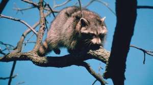 Raccoon hunting lead 181003 155238