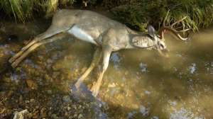Realtree ehd deer misourrideptofconservation