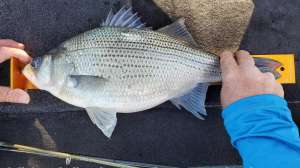 Record white bass ruler