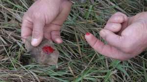 Resize BW1372 Blood trailing a wounded deer copyright Mark Kayser