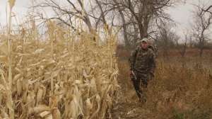 Resize BW1690 Standing crops or those planted to veil can hide your movements and attract whitetail travel copyright Mark Kayser