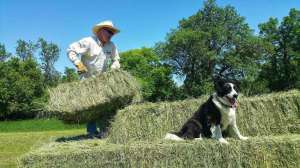Resize lead pic FS114 Helping a farmer move and stack hay coiuld go a long way to gaining hunting access copyright Mark Kayser